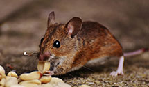 24 Hour & Emergency Exterminators in Sutton, NH